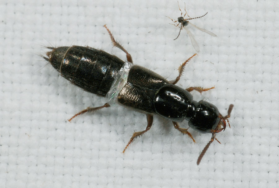 Da determinare - Staphylinidae multipli